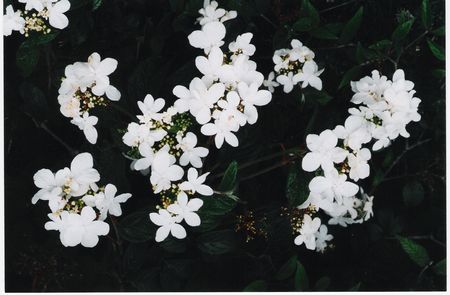 Viburnum plicatum tomentosum Summer Snowflake